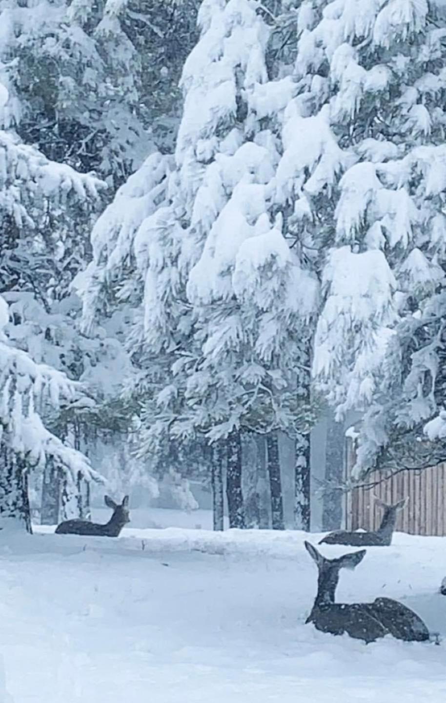Kathys Cabin, King Bed, Hot Tub, Near-Nau & Downtown Attractions, Perfect Year-Round Mountain Getaway Flagstaff Zewnętrze zdjęcie